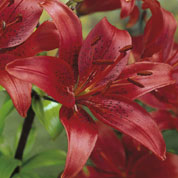 Lis oriental 'Red Night'